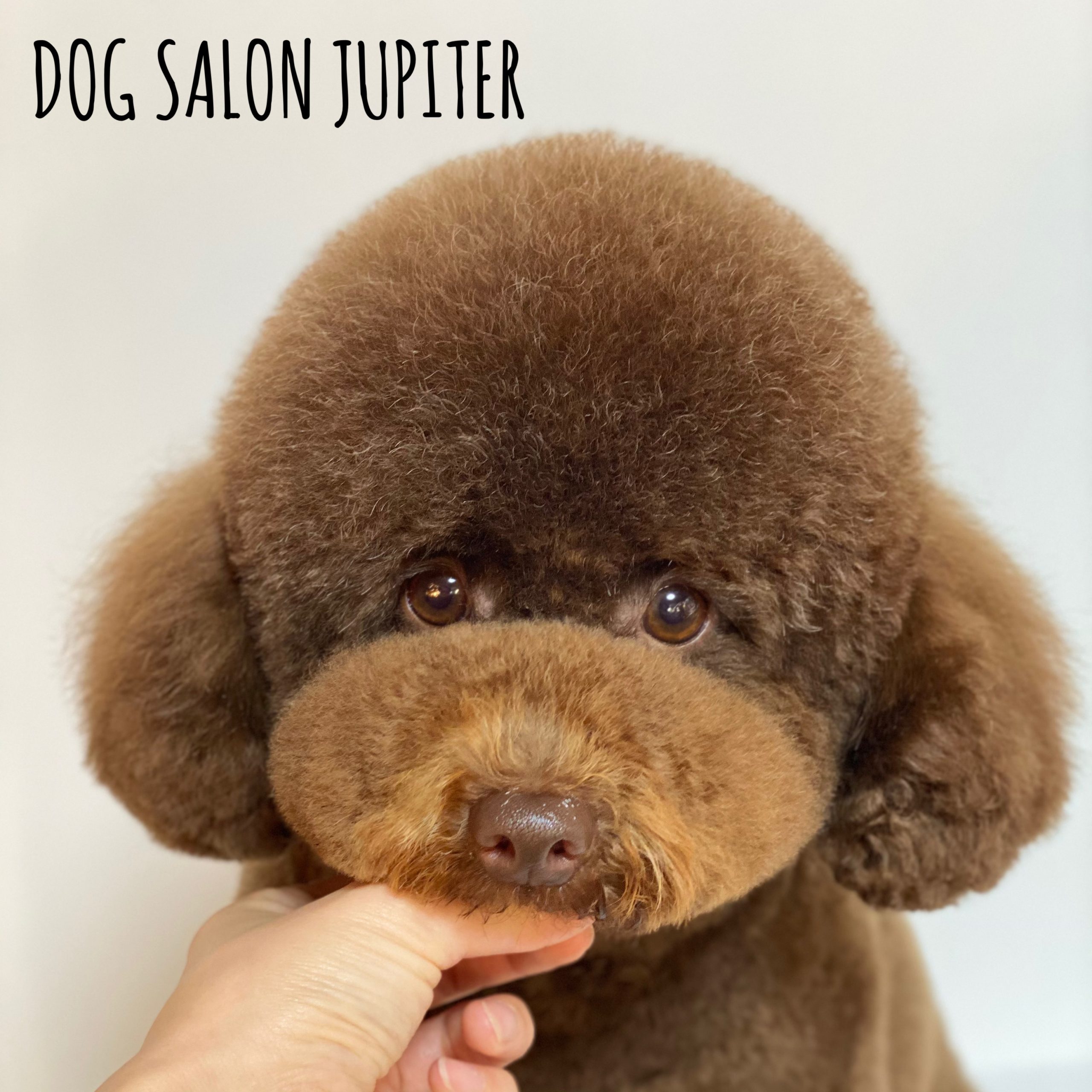 横浜市泉区のトリミングサロン【DOG SALON JUPITER 】トイプードルのトリミング